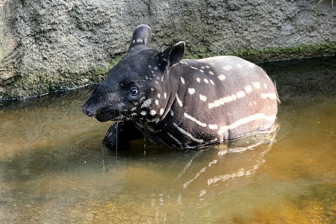 csm_Schabrackentapir_3_e6e1a7a489.jpg