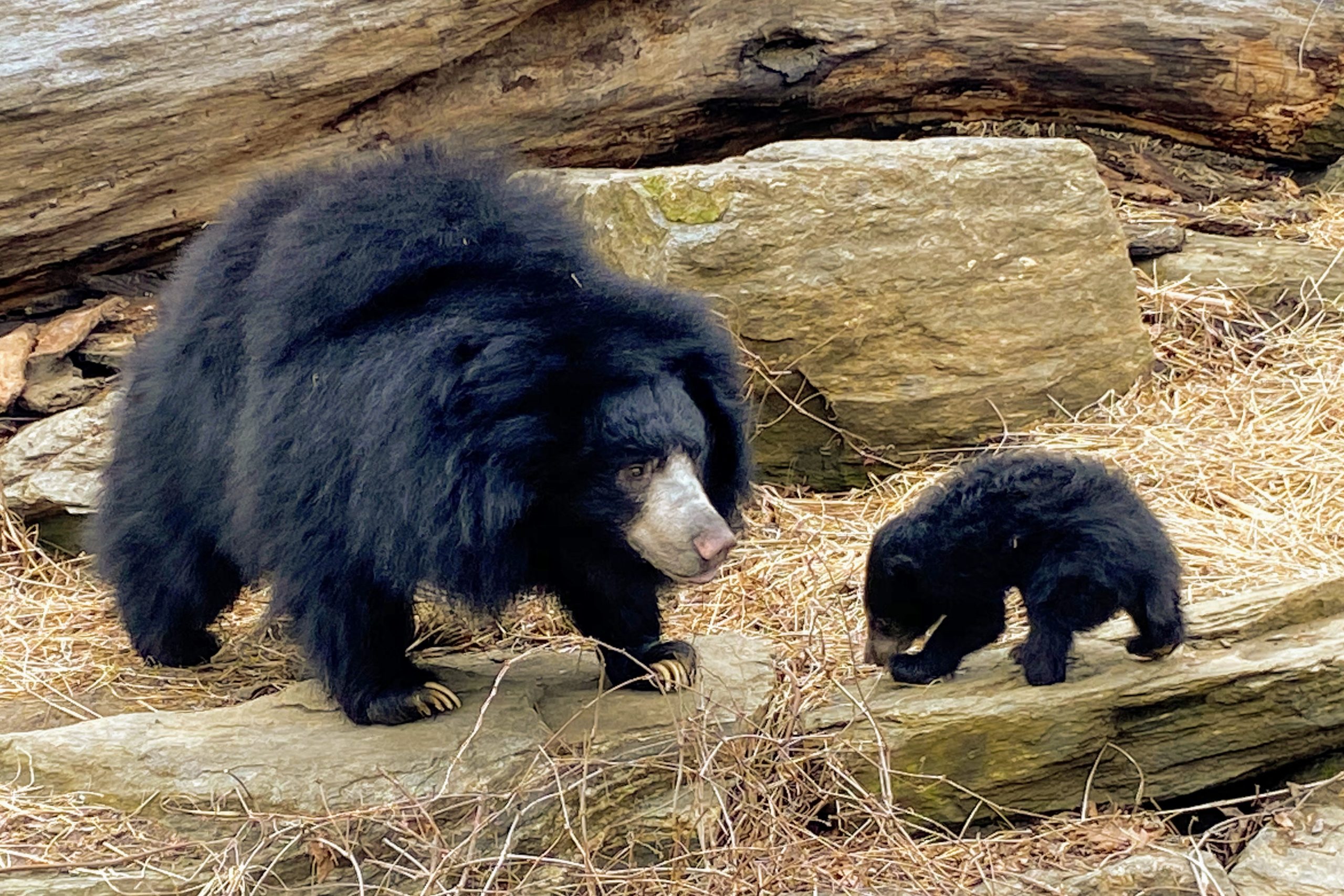 Cub-Kayla-outside-4-1-scaled-4153348232.jpeg