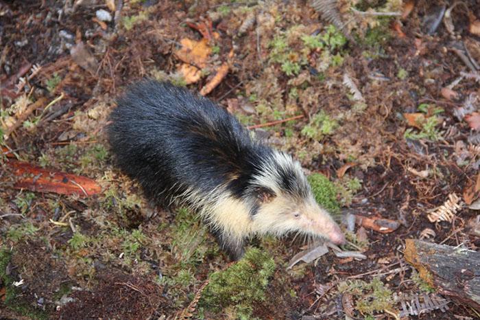 cuban solenodon cuba.jpg