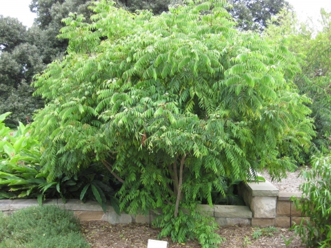 curry tree3.jpg