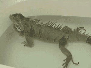 cute-animals-taking-baths-gifs-iguana-fart.gif