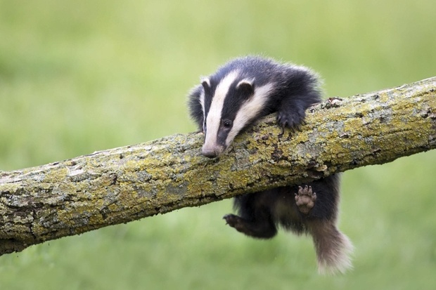 cute-badger-climbing.jpg