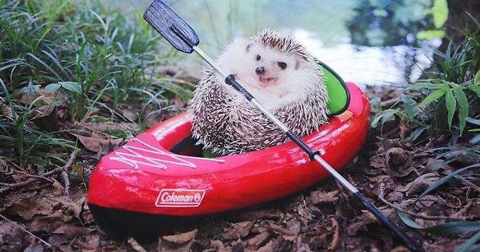 cute-hedgehog-azuki-camping-fb11__700-png.jpg