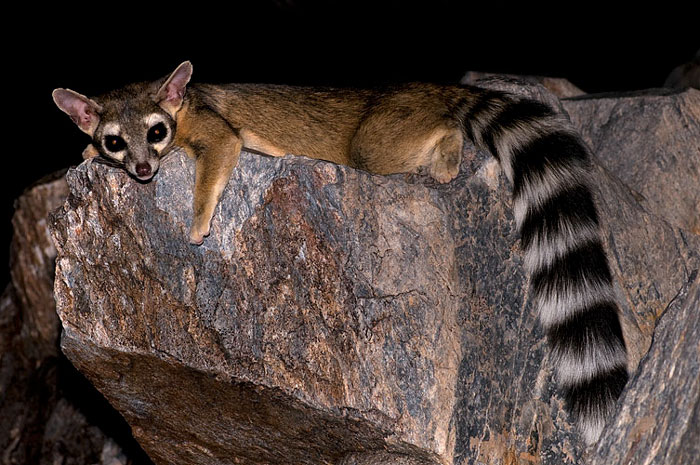 cute-ringtail-cats-north-america-5ccae720d1870__700.jpg
