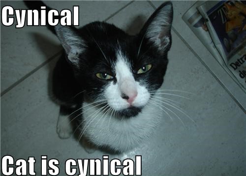 cynical-cat.jpg