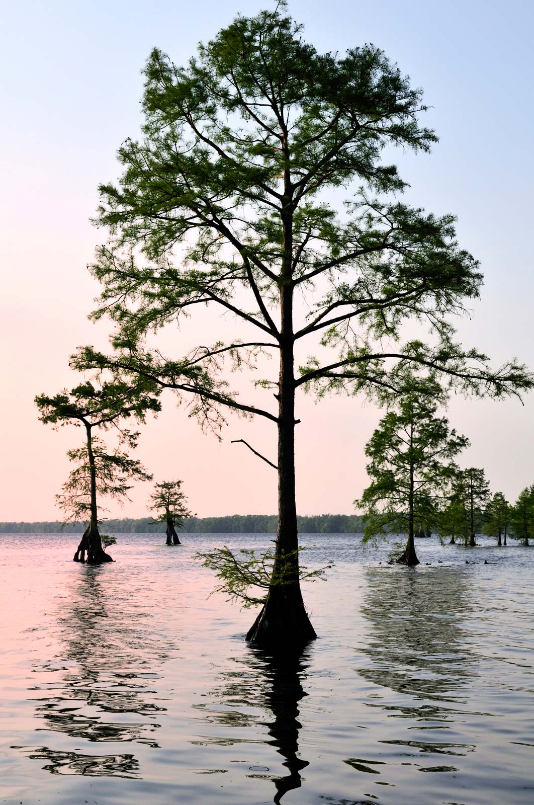 cypresses-Lake-Drummond-North-Carolina-Great-Dismal.jpg