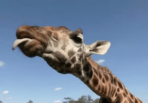 d560fe103bac7241337ba1902a820096.gif