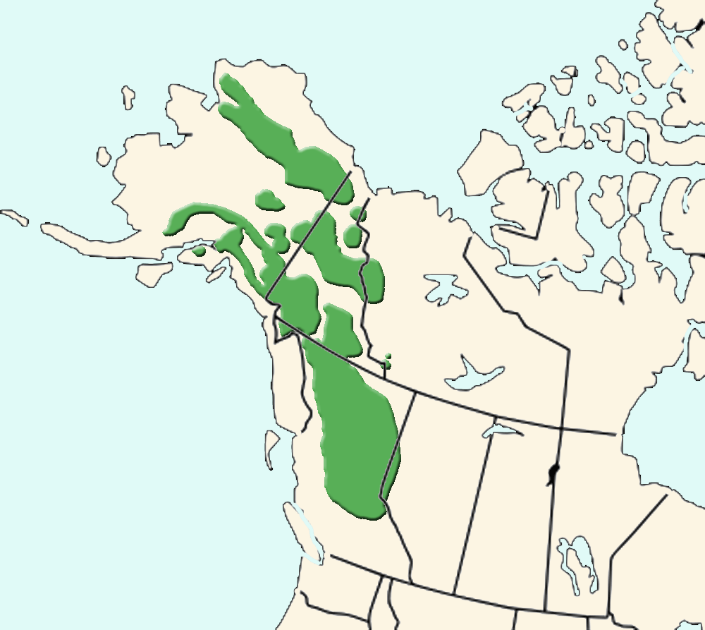dall sheep range.png