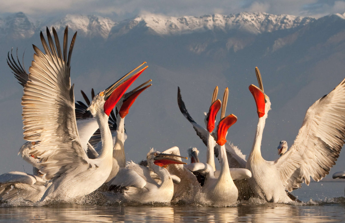 dalmatian-pelican.jpg
