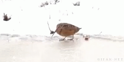 dance-dance-moves.gif