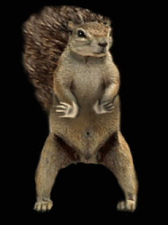 dancing-squirrel-gif-4.gif