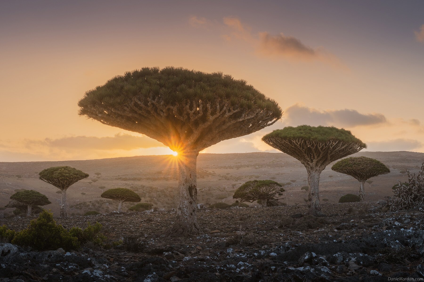 daniel-kordan-socotra-dragon-blood-trees-designboom-005.jpg