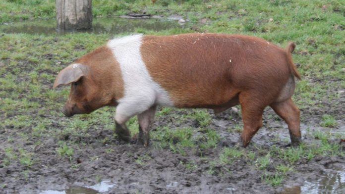 Danish Protest Pig.jpg