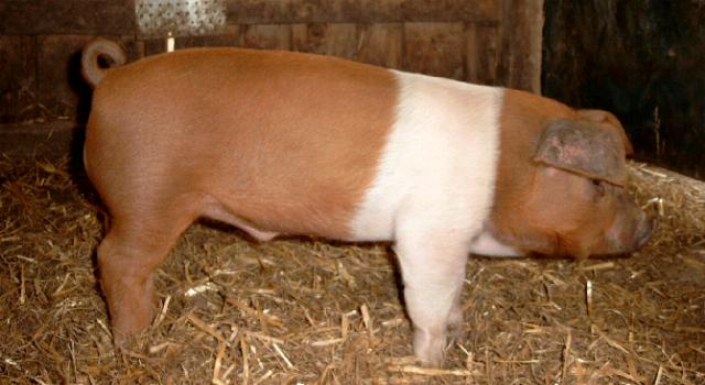 Danish Protest Pig.jpg