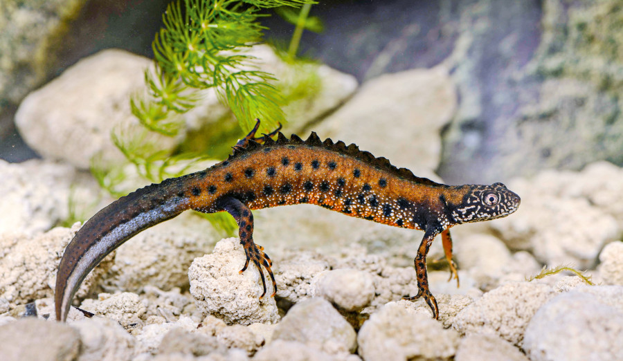 danube crested newt.jpg