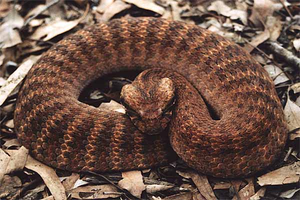 Death-Adder(1).jpg