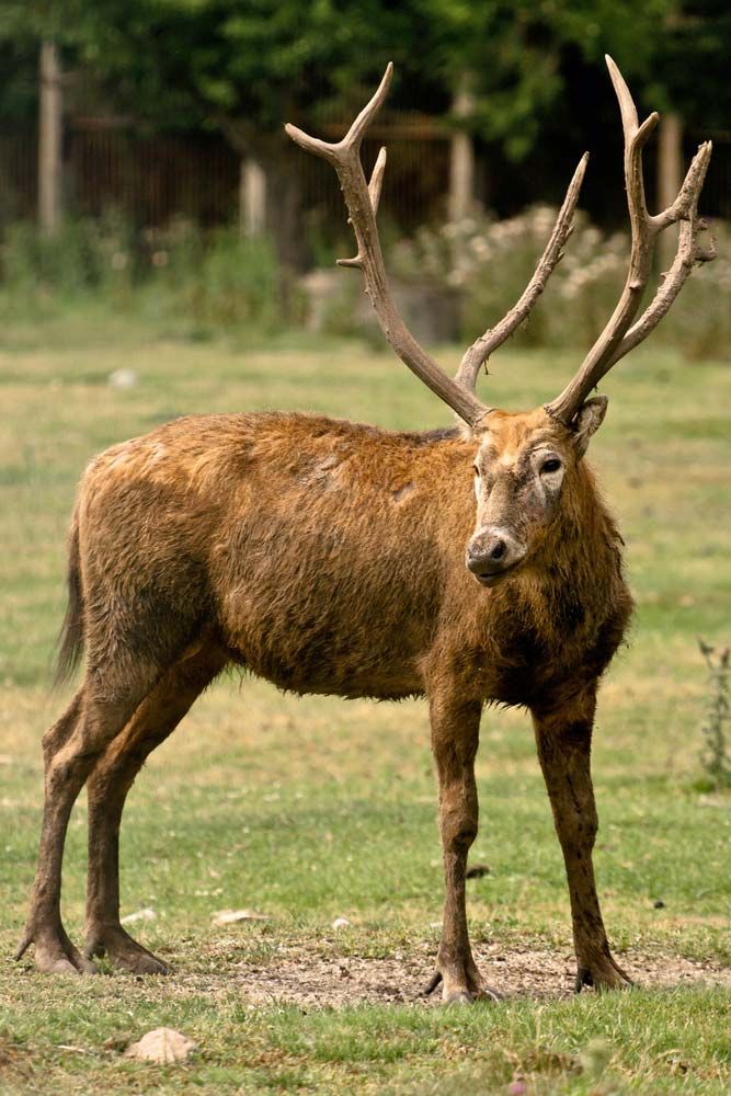 deer-Pere-David.jpg