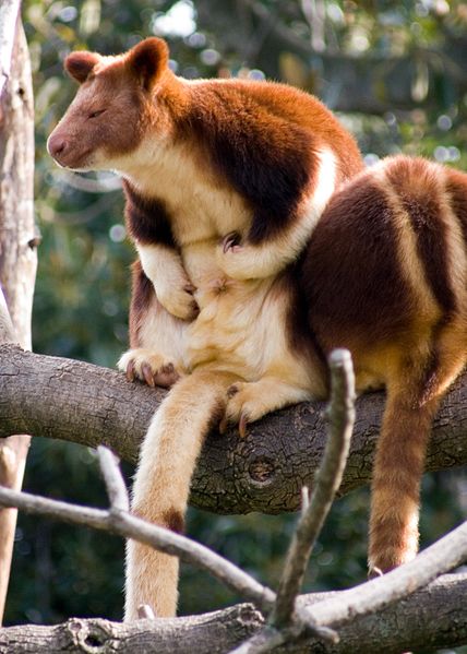 Dendrolagus_kangaroo2.jpg
