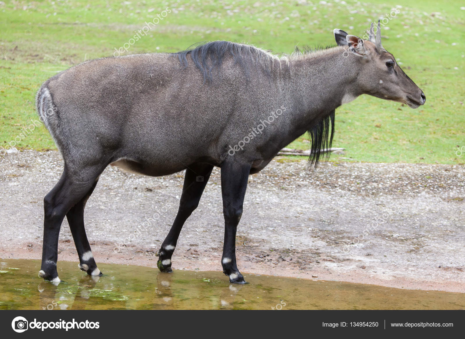 depositphotos_134954250-stock-photo-nilgai-boselaphus-tragocamelus.jpg