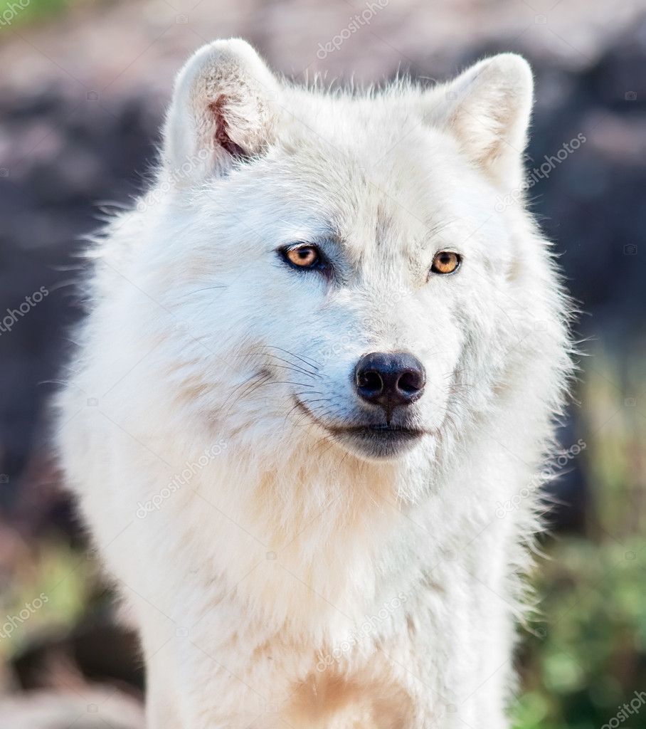 depositphotos_4005773-stock-photo-young-arctic-wolf-close-up.jpg