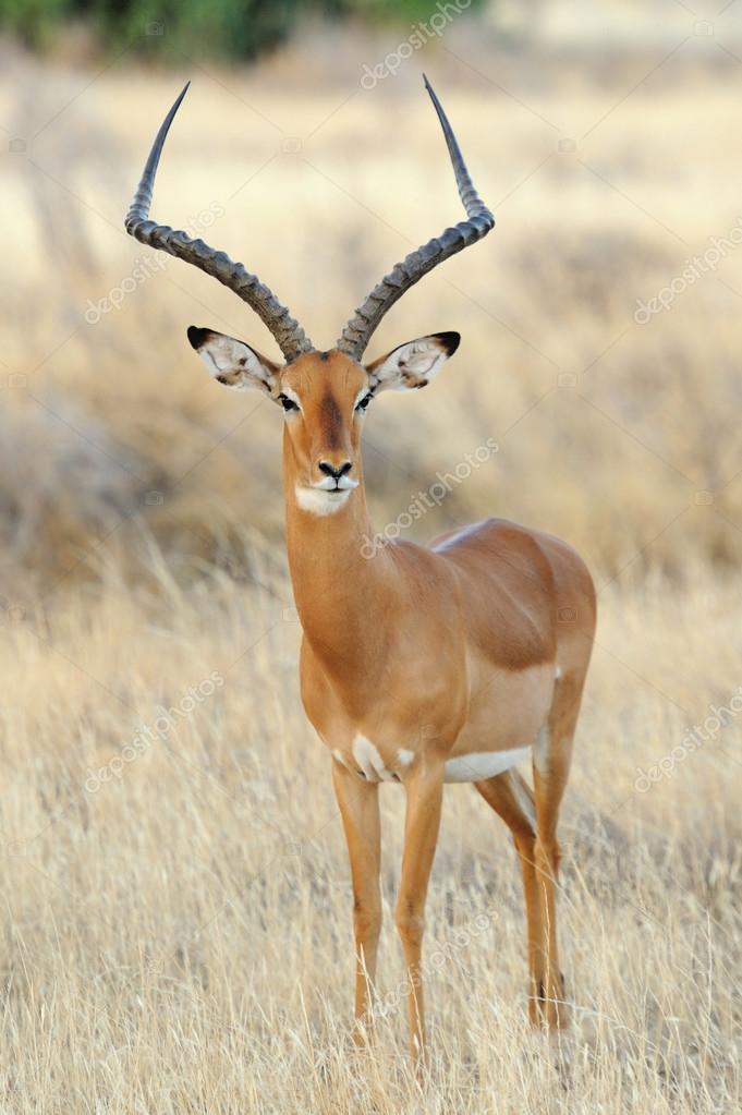 depositphotos_44113279-stock-photo-impala.jpg
