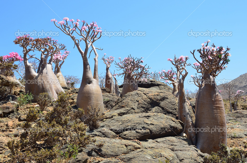 depositphotos_45028727-stock-photo-yemen-socotra-bottle-trees-desert.jpg