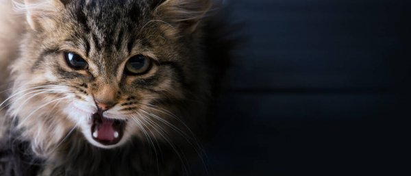 depositphotos_466017860-stock-photo-memes-with-cats-frightened-and.jpg