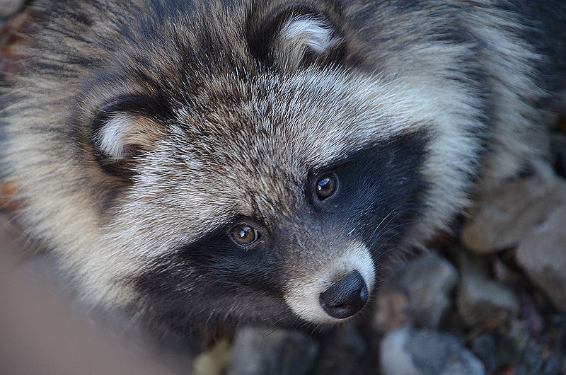 Der_Marderhund,_Tanuki_oder_Enok_(Nyctereutes_procyonoides),_bitte_nicht_zu_verwechseln_mit_ei...jpg