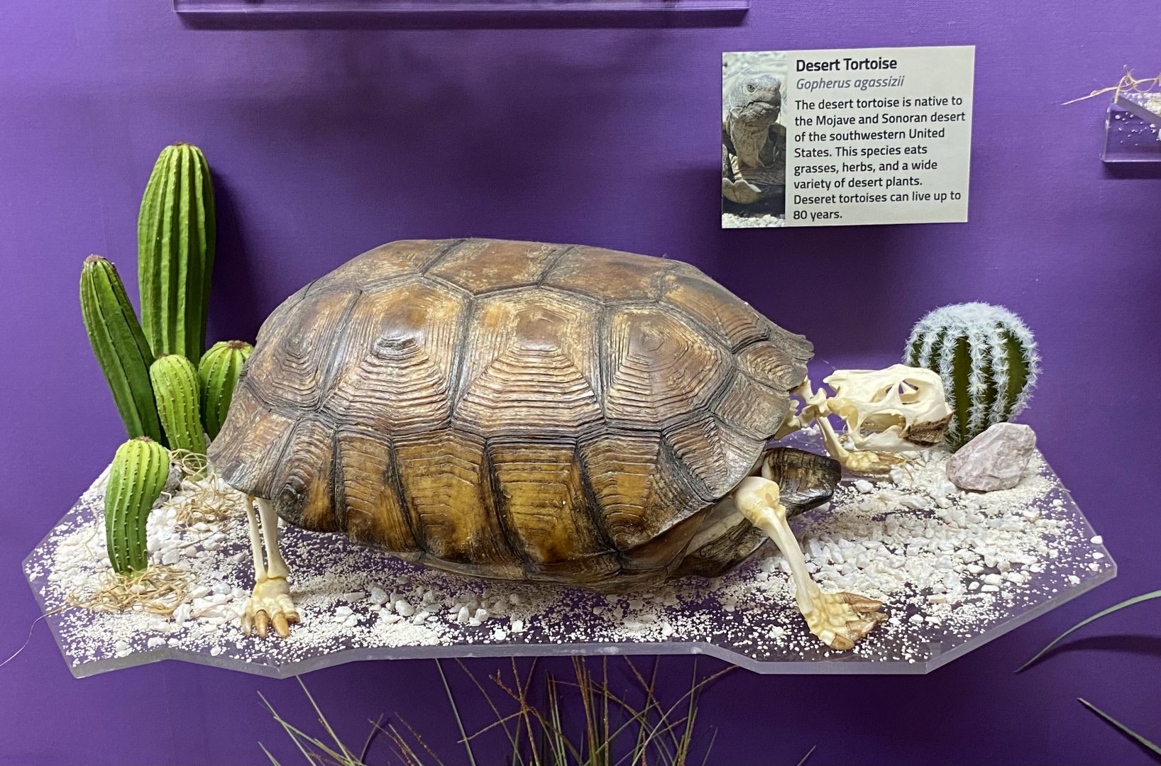 Desert-Tortoise-Skeleton.jpg
