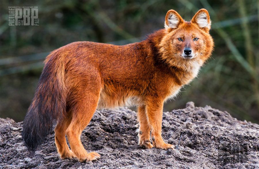 dhole.jpg