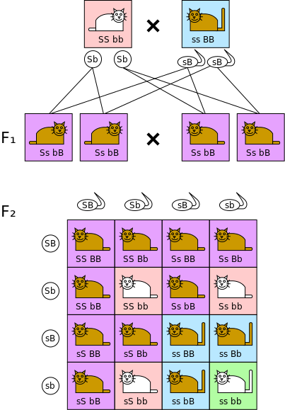 Dihybrid_cross.svg.png