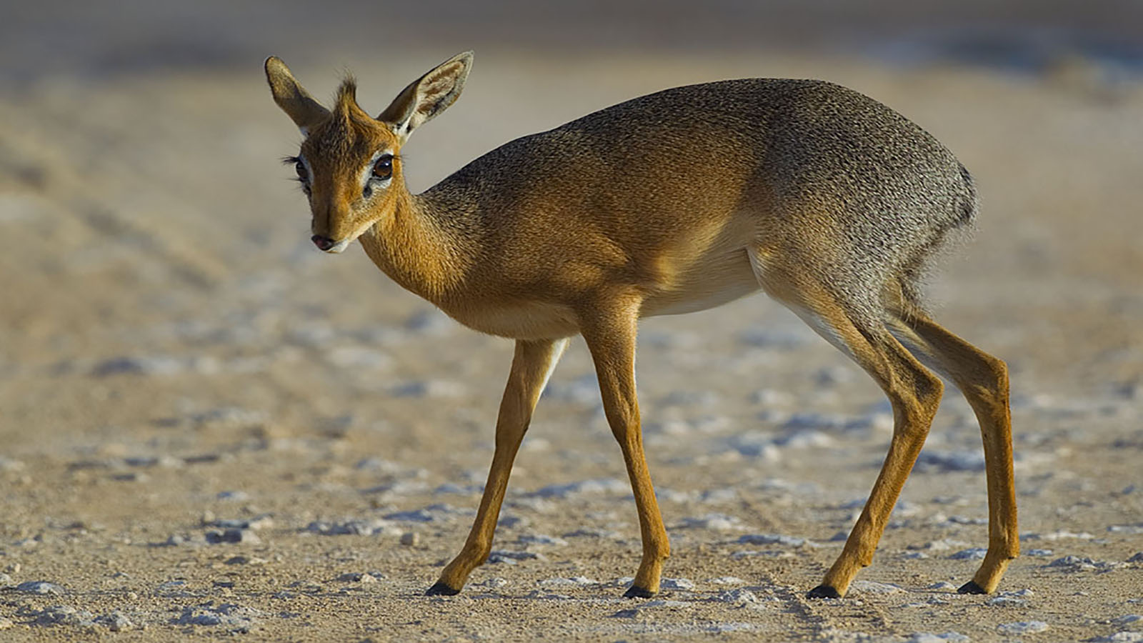 dik-dik.jpg