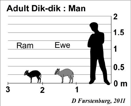 Dik-Dik Size Comparison.jpg