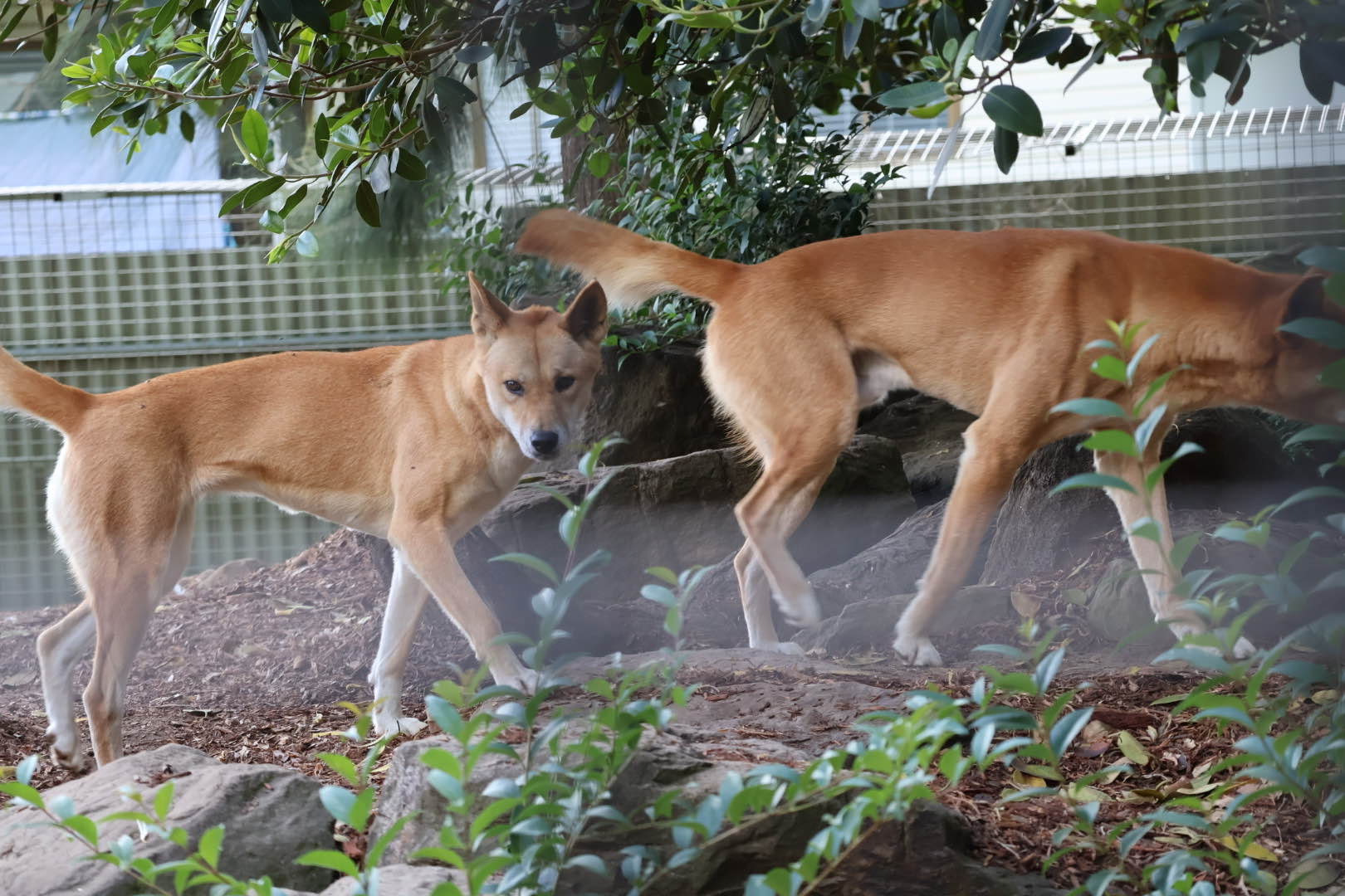 dingo.jpg