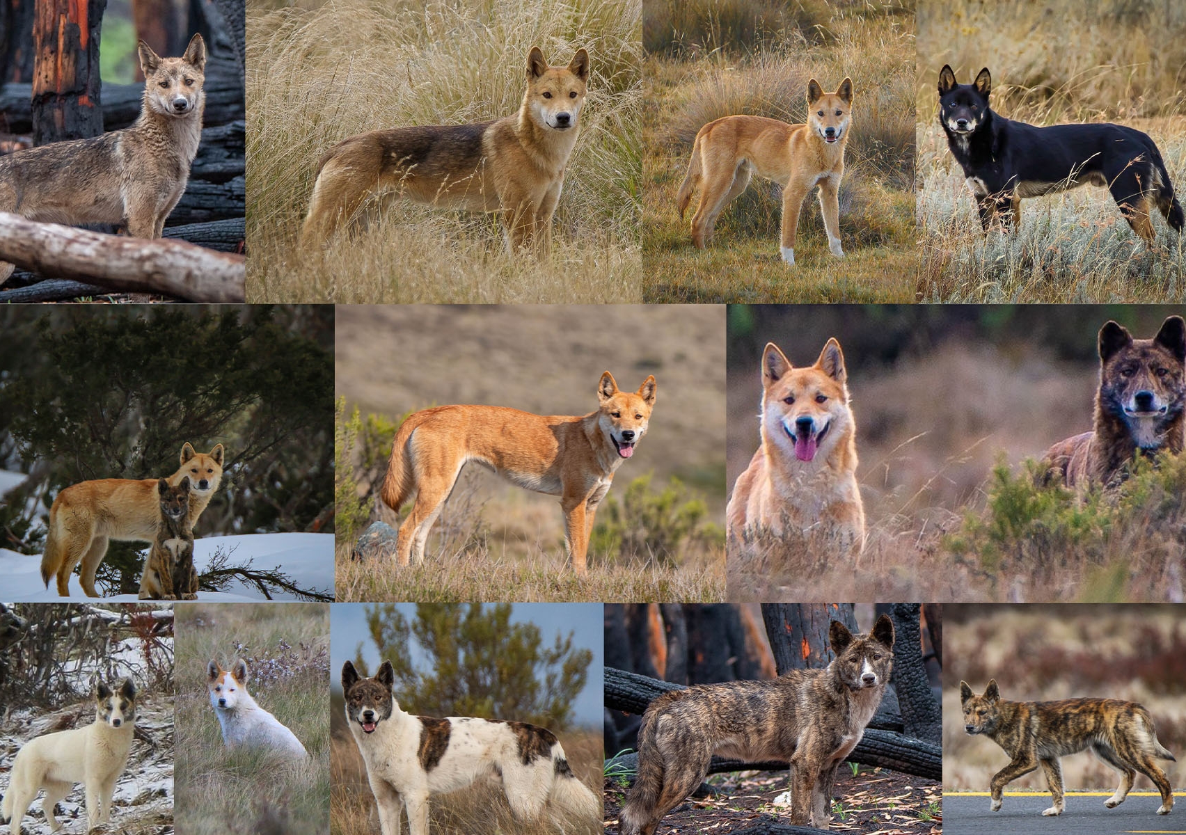 dingo_coat_colour_photo_2.jpg