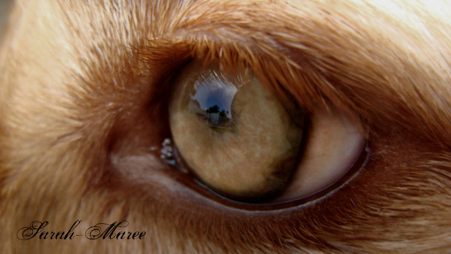 dingo_eye_by_sarah_maree_d2m62y4-fullview.jpg