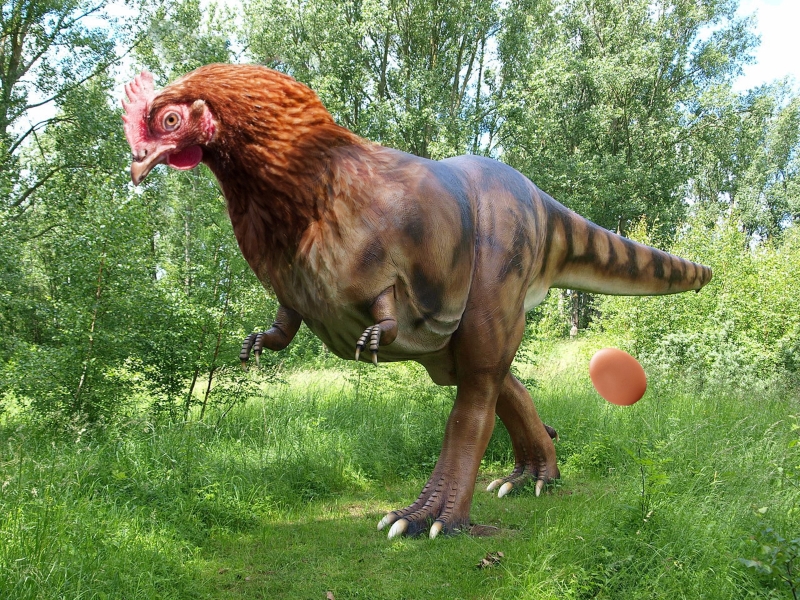 dinosaur-chicken-hybrid1.jpg