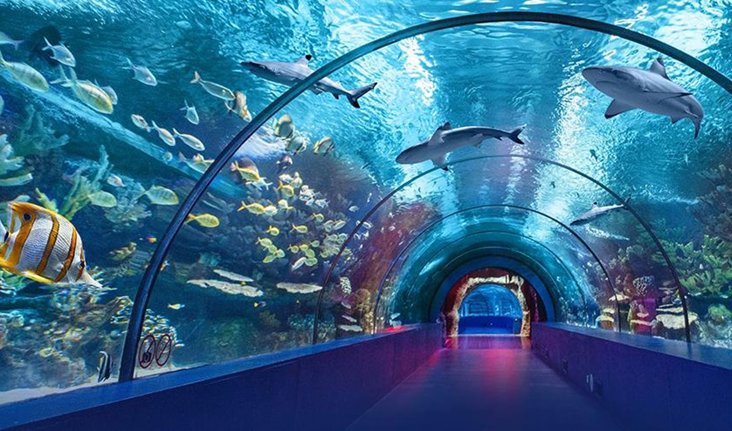 discover-underwater-aquariums-turkey.jpg
