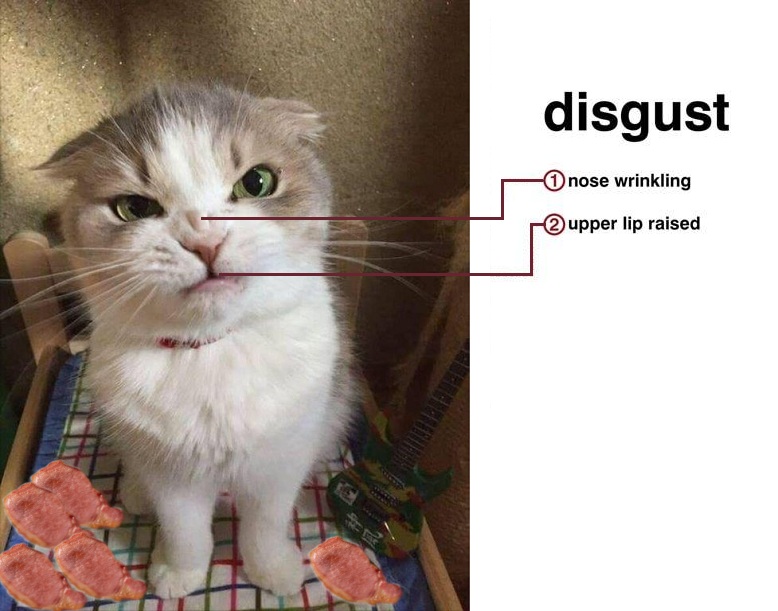 disgust_cat.jpg