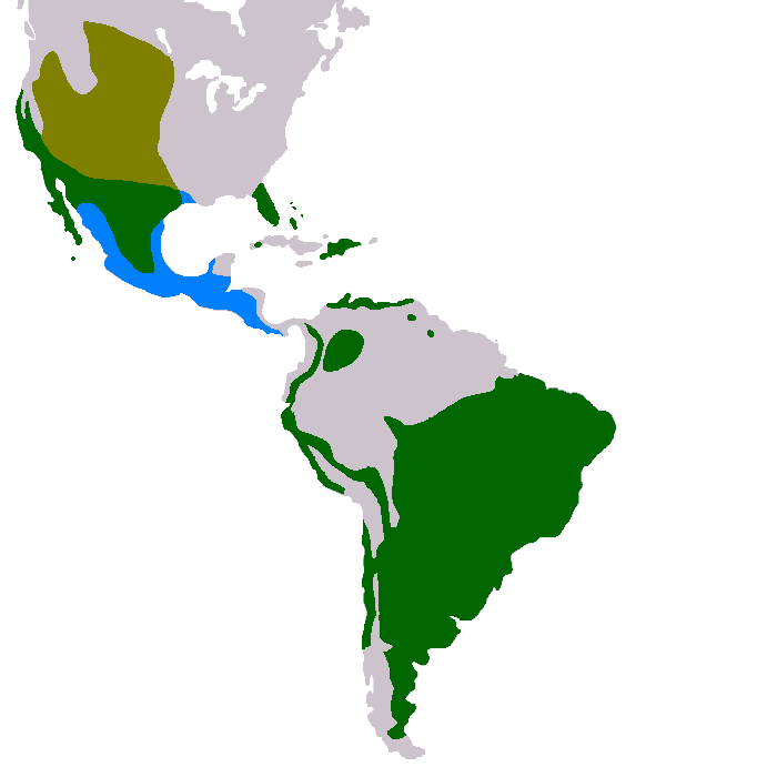 Distribuição_Buraqueira.png