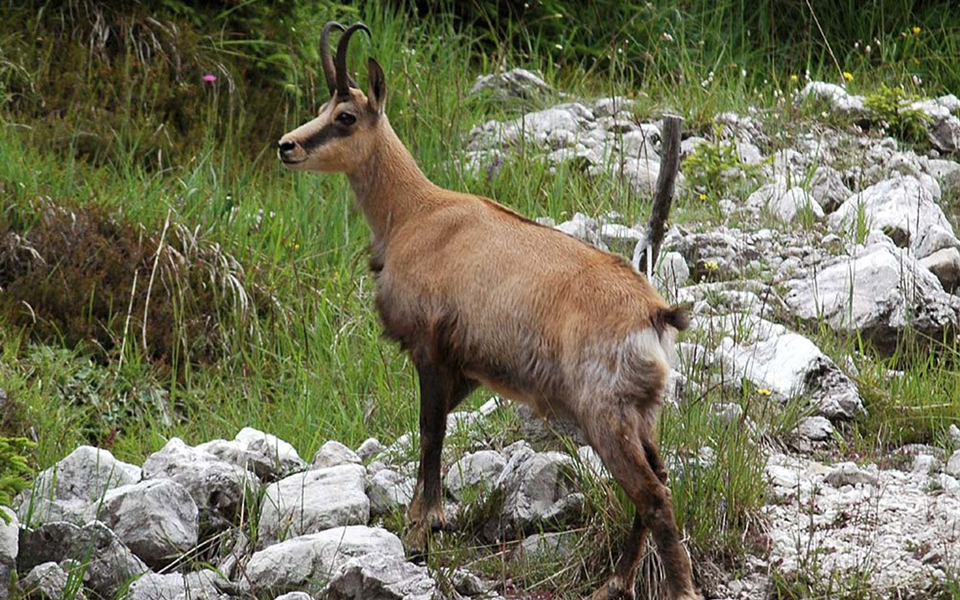 divokoza-Foto-NP-Durmitor.png
