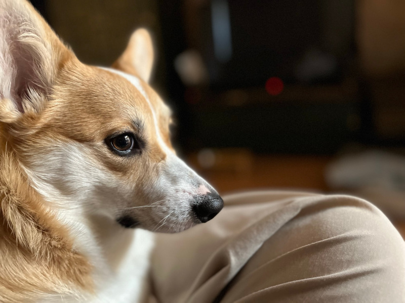 Dogger1.jpg