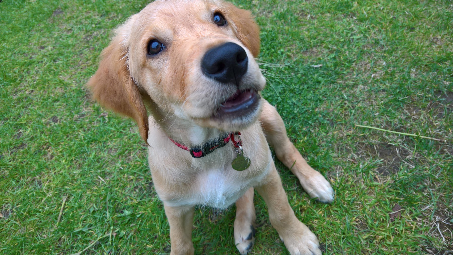 Doggo.jpg