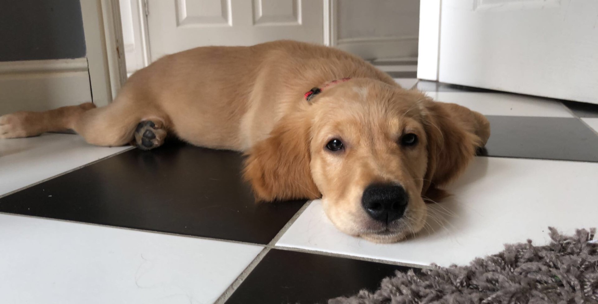 Doggo2.jpg