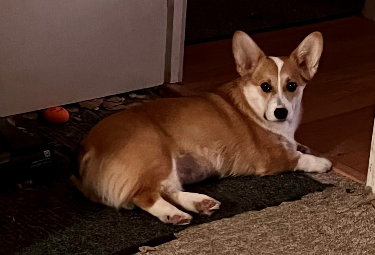 doggy.jpg