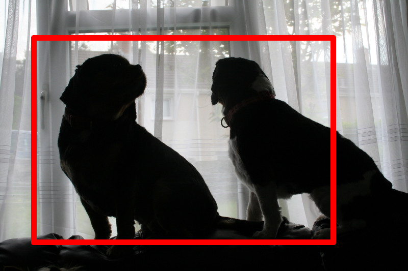 dogs 007.jpg