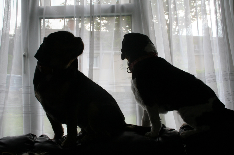 dogs 007.png