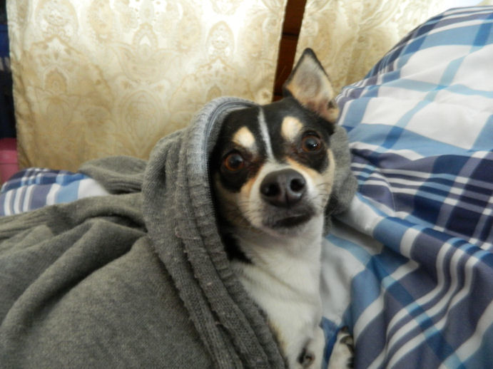 Dolly under sweater.jpg