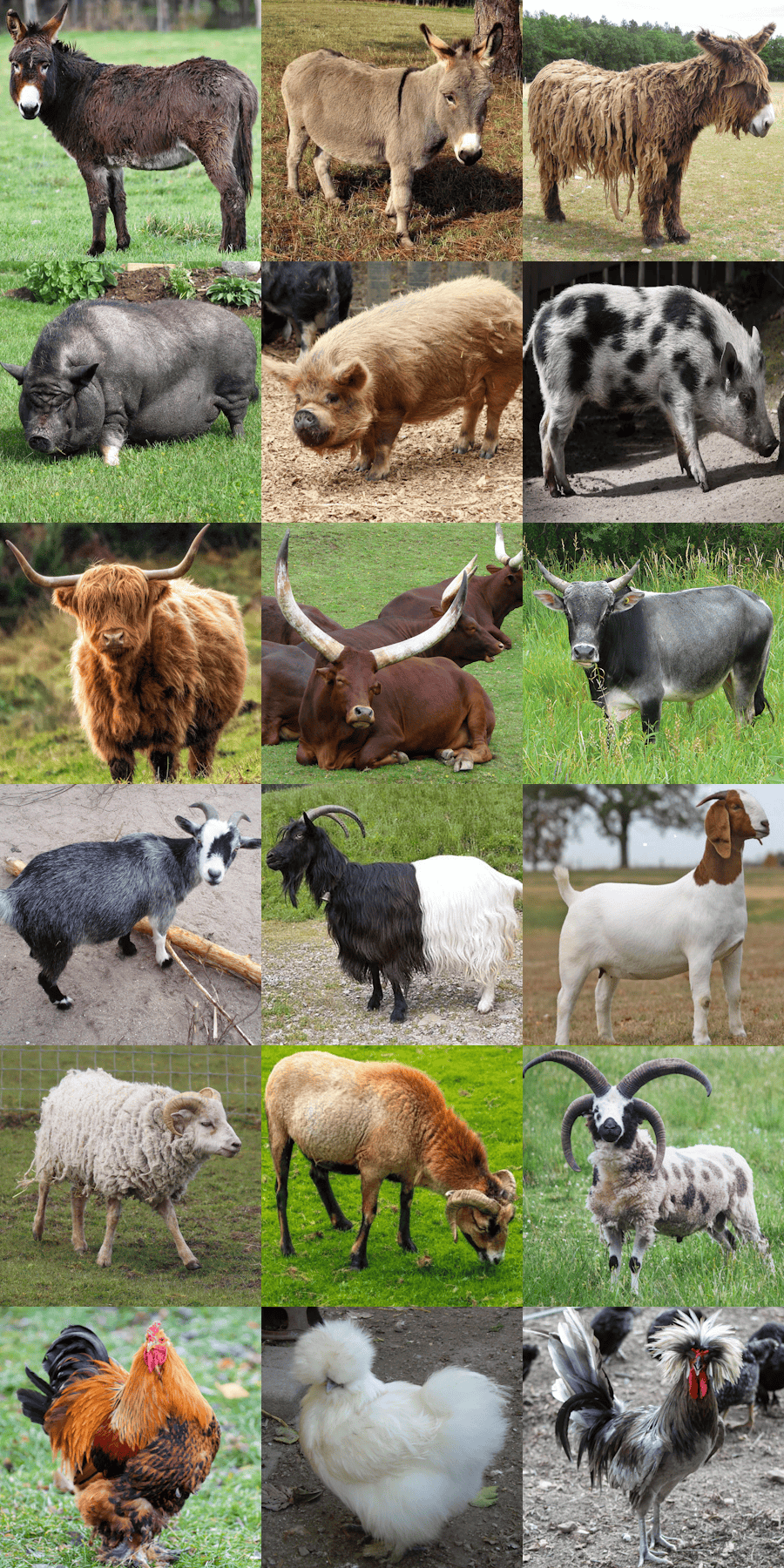 domestic breeds.png