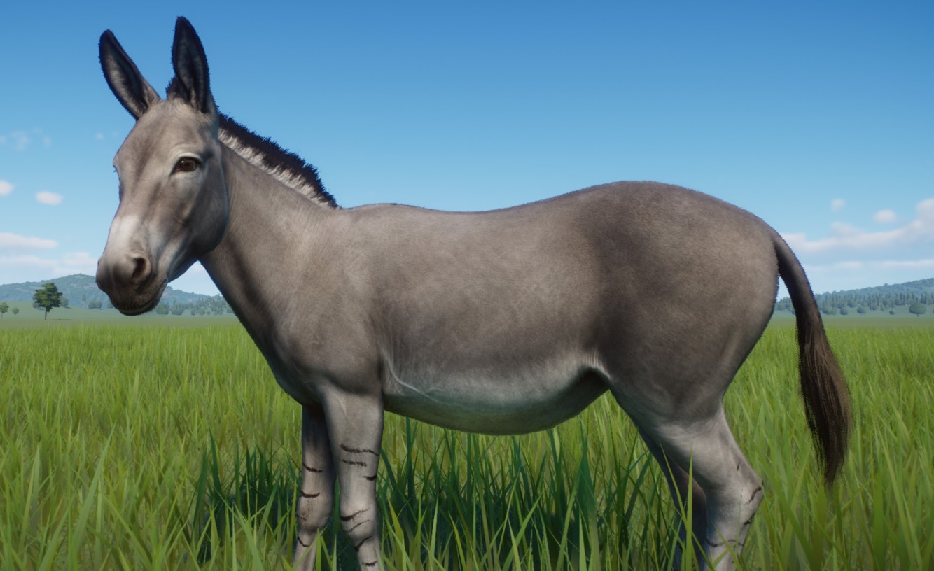 Donkey Adorable.jpg